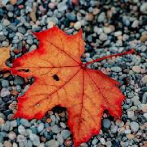 image of orange colored leaf on gravel