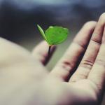 Hand holding a sprouting clover