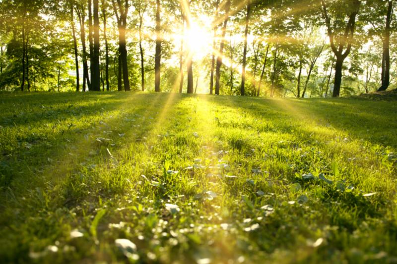 spring forest at sunrise