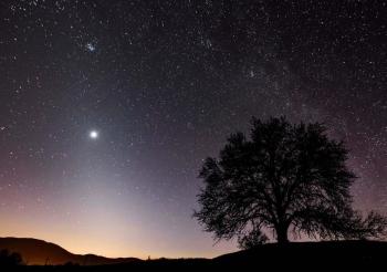 bright star in dark sky with tree in foreground