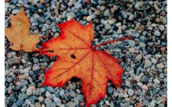 orange fall leaf atop gravel