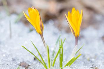 Image of two yellow crocus flowers growing out of the snow