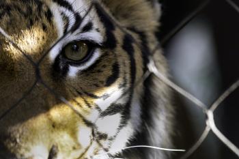 face of a tiger behind metal fence