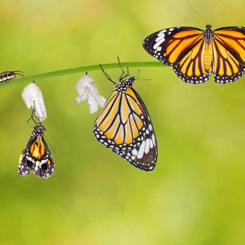 Image showing stages of Monarch from caterpillar to butterfly