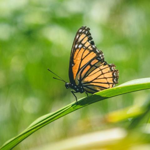 Monarch butterfly resting on a plant leaf