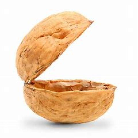 image of a walnut shell