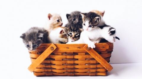 kittens in a basket