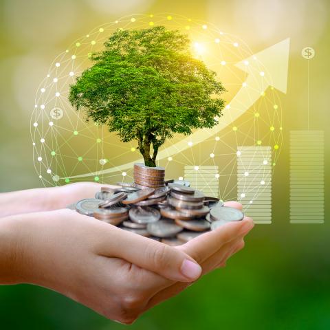 Hands holding tree under pile of coins