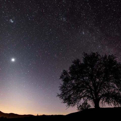 Bright star in dark sky with tree in foreground