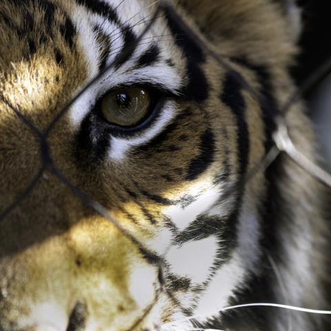 tiger face behind fence