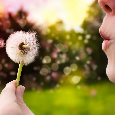 mouth blowing dandelion that has gone to seed