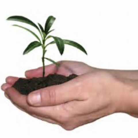 hands holding dirt with tree sprout