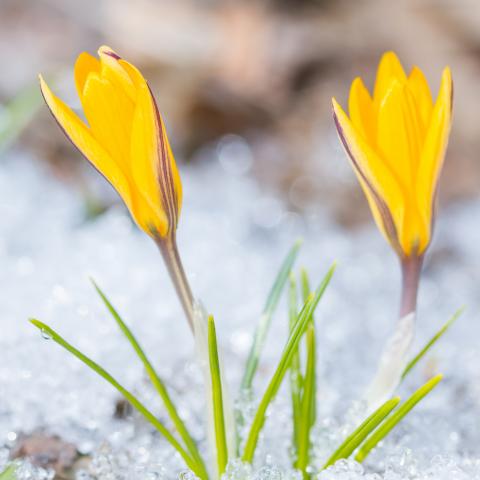 Photo of two yellow crocus flowers blooming out of the snow